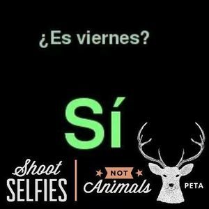 Meet your Posher, Angel